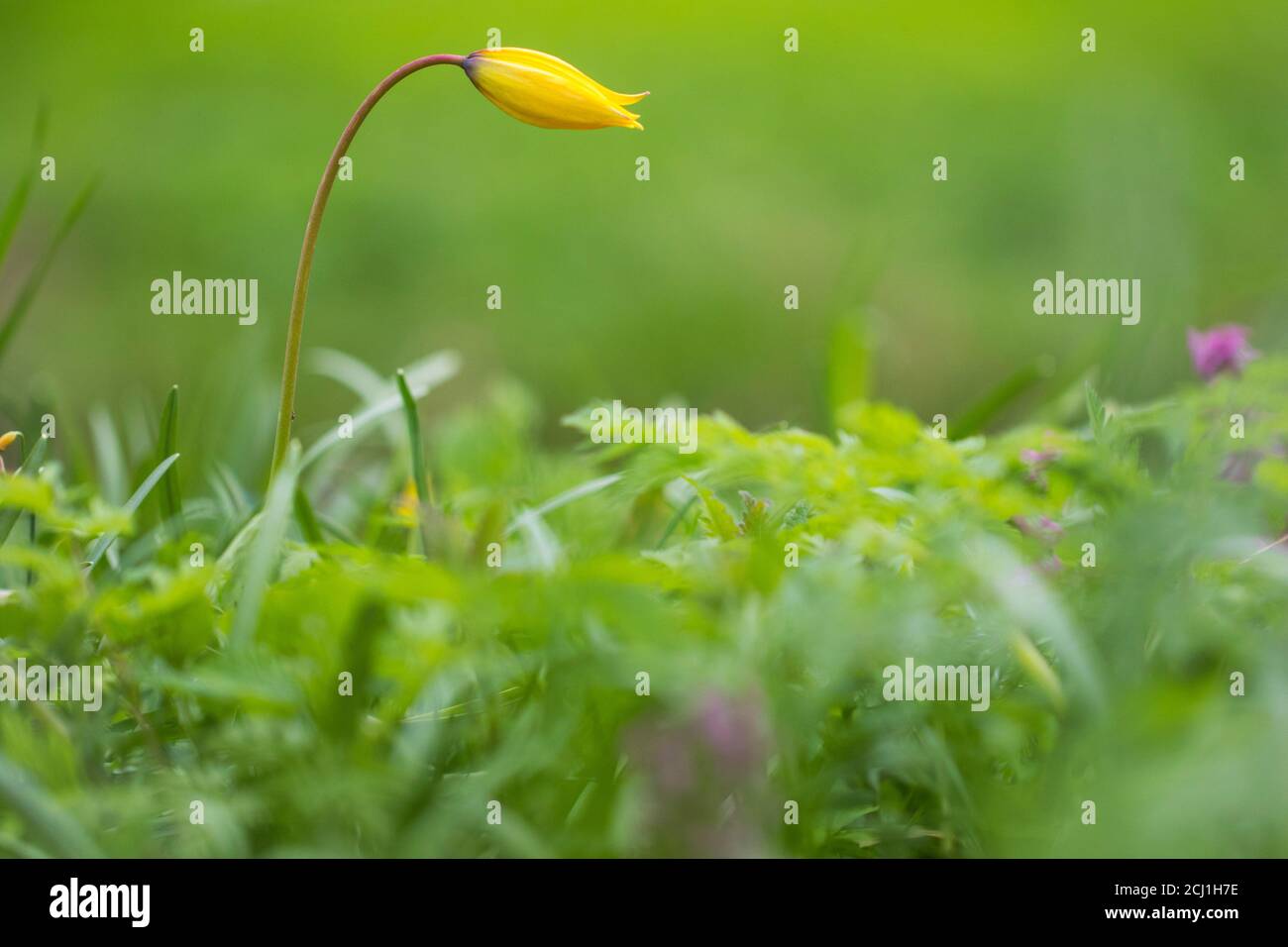 Wilde Tulpe (Tulipa sylvestris), blühend auf einer Wiese, Niederlande Stockfoto