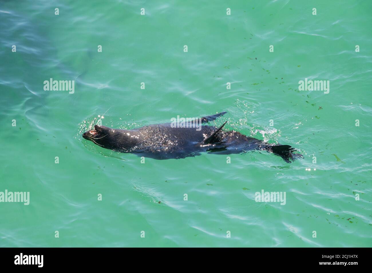 Neuseeländische Pelzrobbe (Arctocephalus forsteri), von oben gesehen, wenn man Luft zum Atmen bekommt, Neuseeland, Südinsel Stockfoto