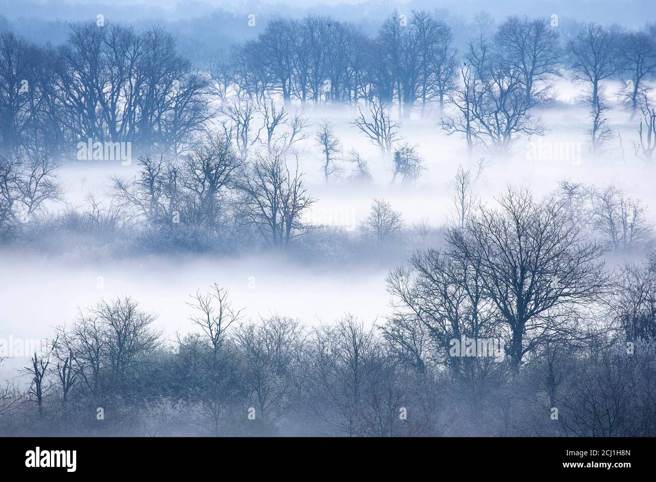 Nebel in La Brenne Regional Park am Morgen, Frankreich, Indre, La Brenne, Reserve de Cherine Stockfoto