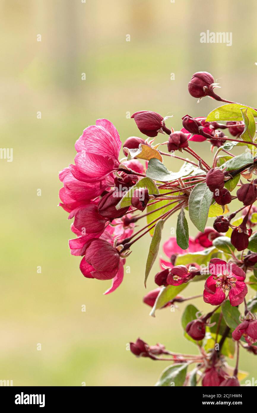 Zierapfelbaum (Malus 'Indian Magic', Malus Indian Magic), blühender Zweig der Sorte Indian Magic Stockfoto