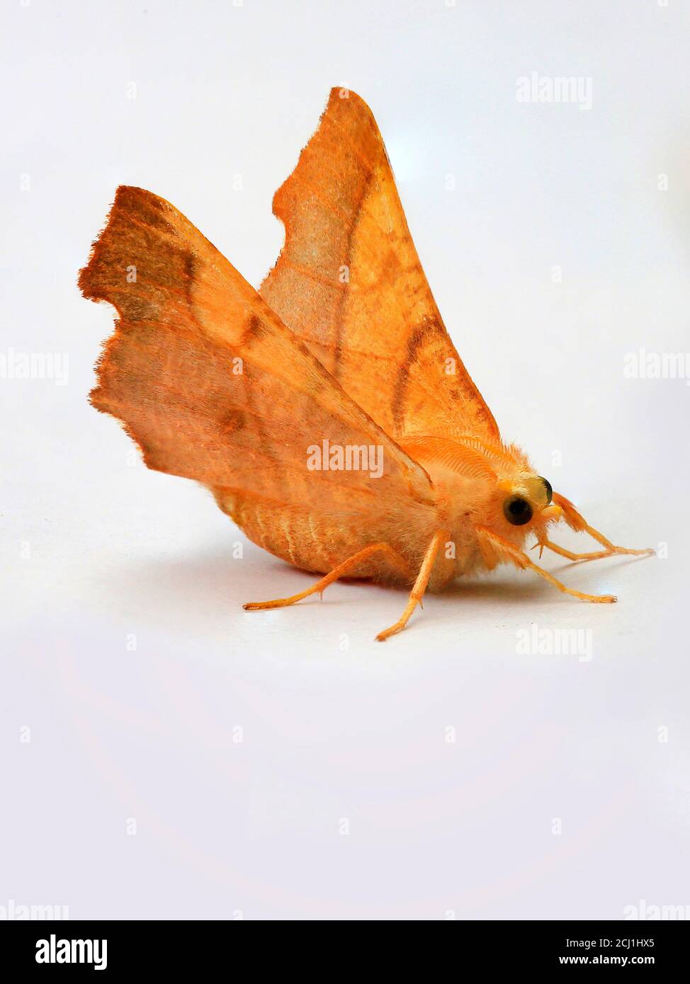 Purple Thorn, Lunar Thorn (Selenia tetralunaria), Ausschnitt, Deutschland Stockfoto