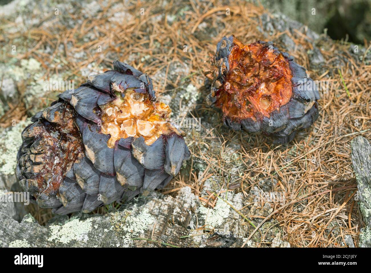 Gefleckter Nussknacker (Nucifraga caryocatactes), Zirbenkegel von einem gefleckten Nussknacker gebrochen, Deutschland Stockfoto