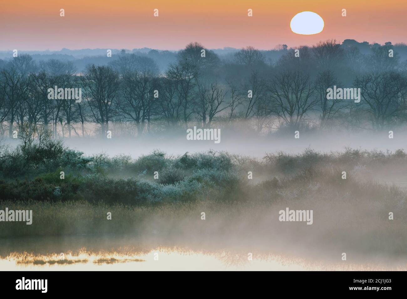 Nebel in La Brenne Regional Park am Morgen, Frankreich, Indre, La Brenne, Reserve de Cherine Stockfoto