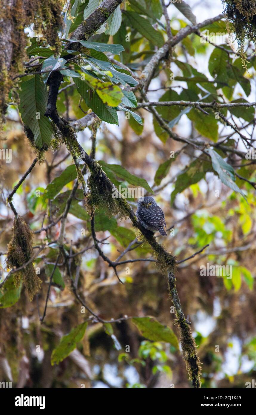 Halsbandkauzchen (Glaucidium brodiei), auf einem Zweig, Indien thront Stockfoto