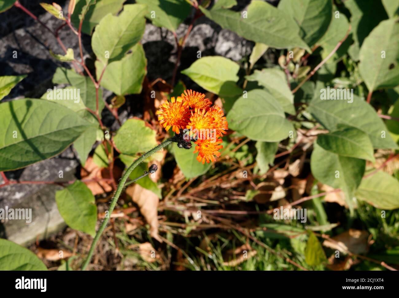 Orange Hawkweed Blume - Hieracium aurantiacum Stockfoto