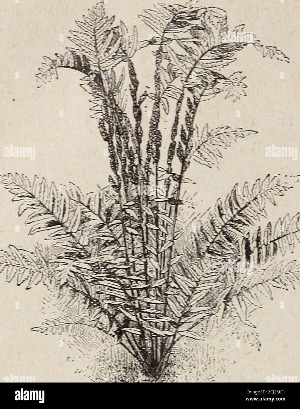 . Horsford's beschreibenden Katalog von Hardy ornamentals krautigen Pflanzen Zwiebeln Farne Sträucher und Reben . Würze).etwa 3 Meter hoch, mit Wedeln doppelt so lang wie seine Stiele. Schön für die Schattenecke. Liebt Feuchtigkeit und reich, Peatysoil. Je 15 CT. A. Trichomane (Maidenhair Milz-Würze). Ein zartes kleines Fern, mit Fransen3 bis 5 Zoll lang. Schön für Regale im Steingarten. Je 15 CTS, 1 USD pro Dutzend. BOTRYCHIUM Virginianum (Mondkraut). Eine feine und interessante Fern in zwei Teilen – das Fruchtsegment extend-iQg viel über die sterile, die lattermore langlebig und schön. Je 15 CT, je zwei für Stockfoto