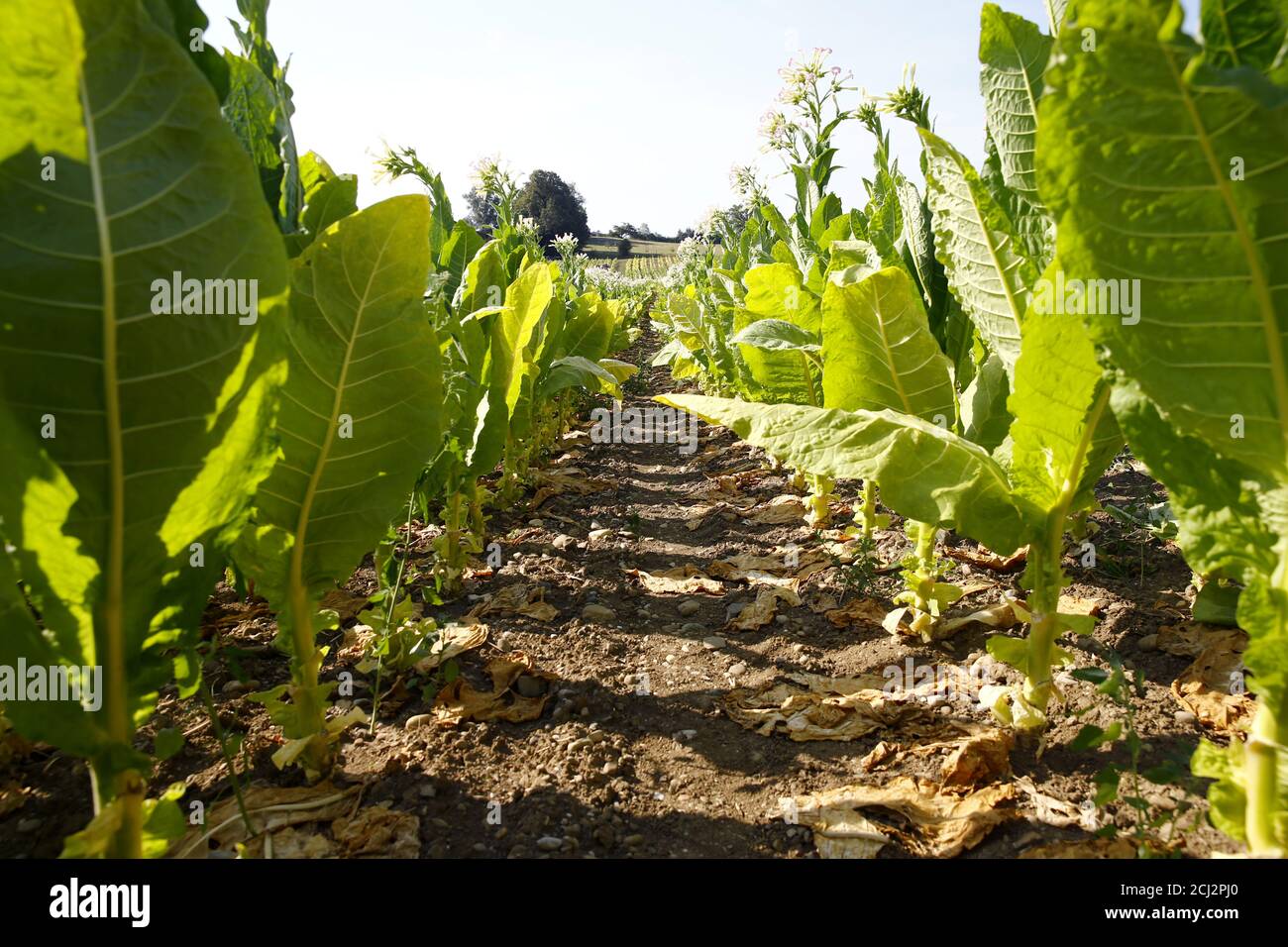 Burley Tobacco Field Stockfotos Und Bilder Kaufen Alamy