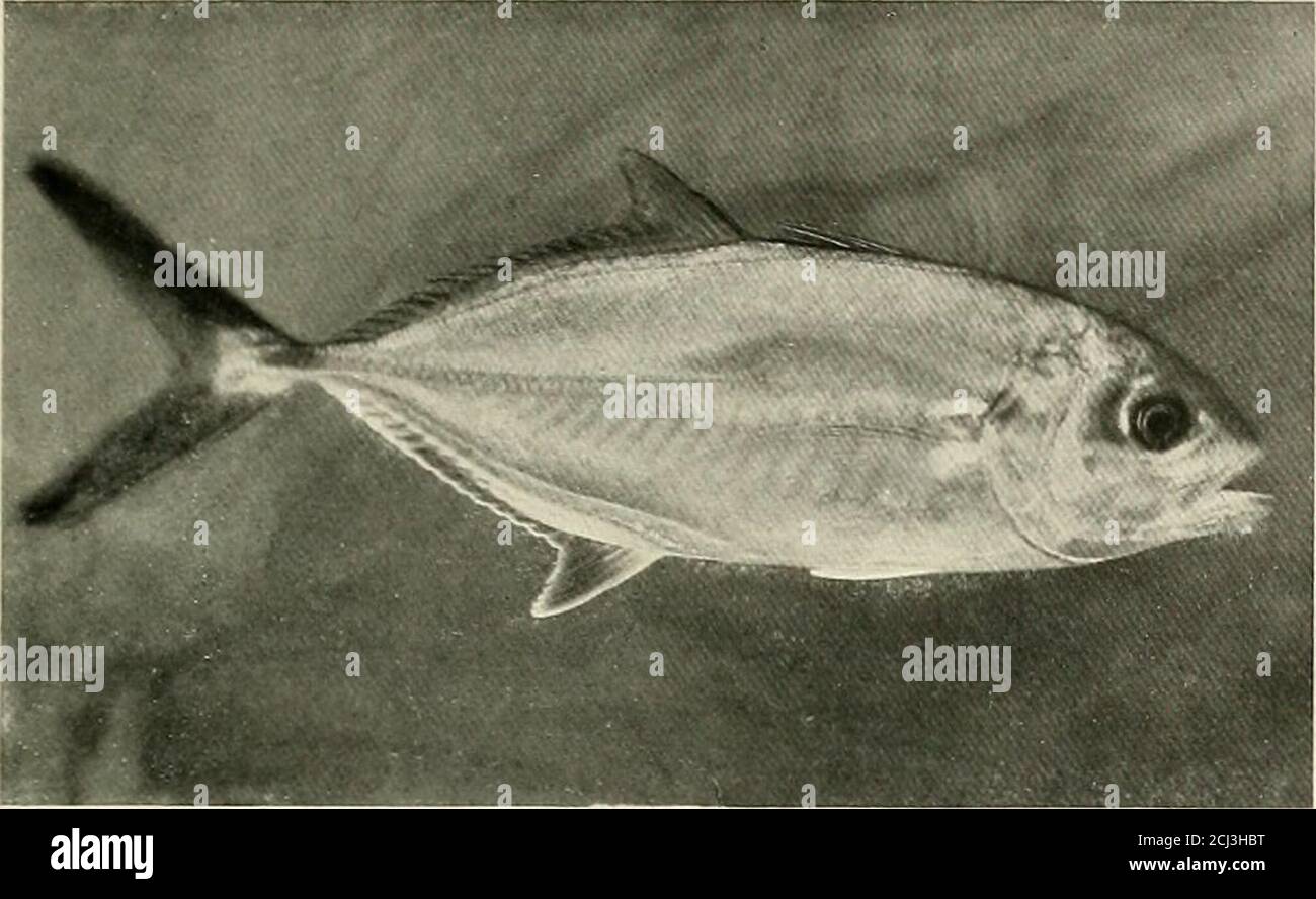 . Bulletin der Zoologischen Gesellschaft . GRASS-PORGY. ZOOLOGISCHE GESELLSCHAFT BULLETIN. 815. LÄUFER. Die Grundfarbe des Seepockes ist hellgolden. Über diesem erstreckt sich ein breiter Stab eines Düsenschwärzens diagonal vom Nacken über das Auge, und ein anderer umkreist den Körper vertikal hinter den Kiemen. Dahinter ändert sich das Farbmuster abrupt und schmale dunkle Balken laufen horizontal zum Schwanz. Alle Flossen sind dunkelgelb. Das Spektrum reicht von Brasilien bis Florida. Bei der Benennung der Art war Linnäus mirenas zum natürlichen Bereich der Seepe, denn sie erstreckt sich nicht so weit nördlich wie Virginia. Es ist in t enthalten Stockfoto