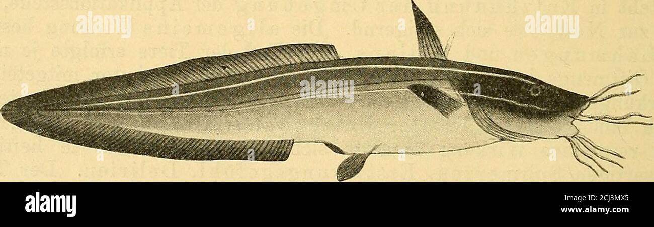 . Lehrbuch der Toxikationen . Thalassoplirjne reticulata. Interpolation eines säteren kennnislosen Bearbeiters. Die Stelle erhält sofort Sinn, wenn man sie auf das wohl schon den Altenschlandähnlich erschien kleine Petermännchen, Trachinus vipera,zieht. This considered in the Sand seichter Stellen, so dass die Spitzen seiner Stacheln vorstehen. Kommt nun einplumper Wels ungeschickt angeschwommen und rührt die Stacheln,so verwundet er sich und stirbt, da das Trachinusgeschenk für viele andereFische begabt ist. Dies hat offenbar schon Aristoteles gewust. Matrize Abb. Stockfoto