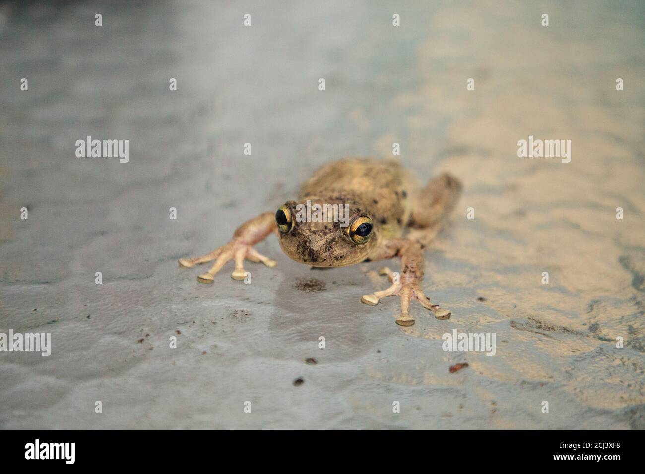 Kiefernwälder Baumfrosch Hyla femoralis sitzt auf einem Glastisch in Naples, Florida. Stockfoto