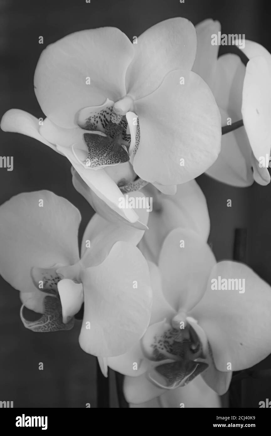 Orchideen in Schwarz und Weiß Stockfoto
