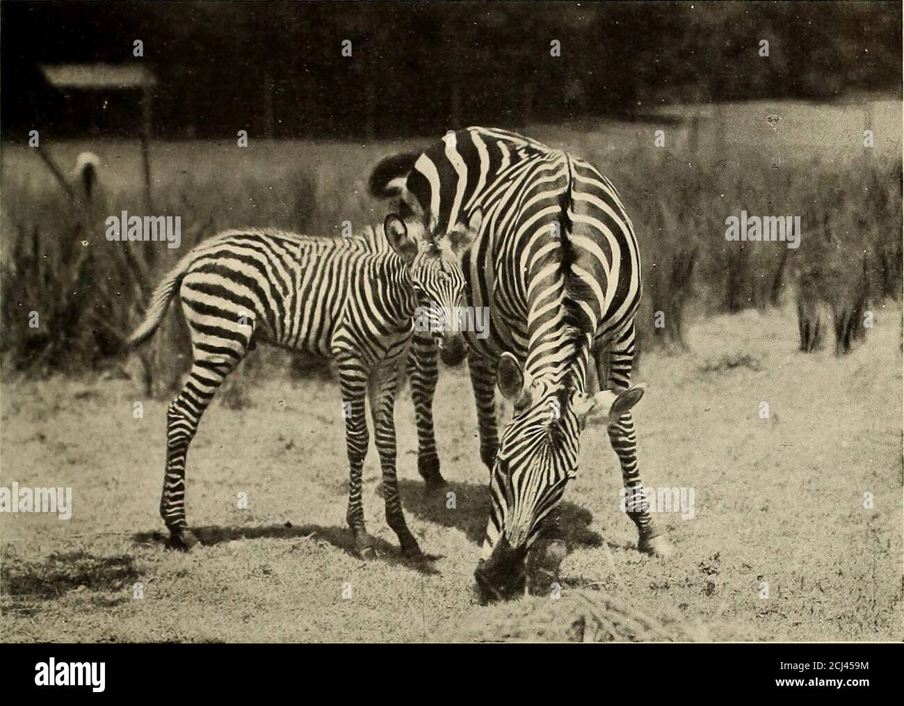 . Bulletin der Zoologischen Gesellschaft . Ihr Hof; aber aus bestimmten Blickwinkeln, wie dem von Abb. 7, wo die Sonnenhinanzen von den glitzernden Haaren, die weißen und braunen Streifen auf bestimmten Regionen des Körpers ganz verschwinden. Diejenigen, die stark an die Farbschutztheorie glauben, weisen wirklich darauf hin, dass in bestimmten Umgebungen dieser brillanteste aller Mammalien fast vom menschlichen Sehen verschwand. Ich selbst habe eine kleine Herde von Grevy Zebras unter einem Baum im Duke of Bedfords Park, Woburn Abbey, mit dem Sonnenschein, der vor hellem Hintergrund auf sie herabglitzert, zur alm werden sehen Stockfoto