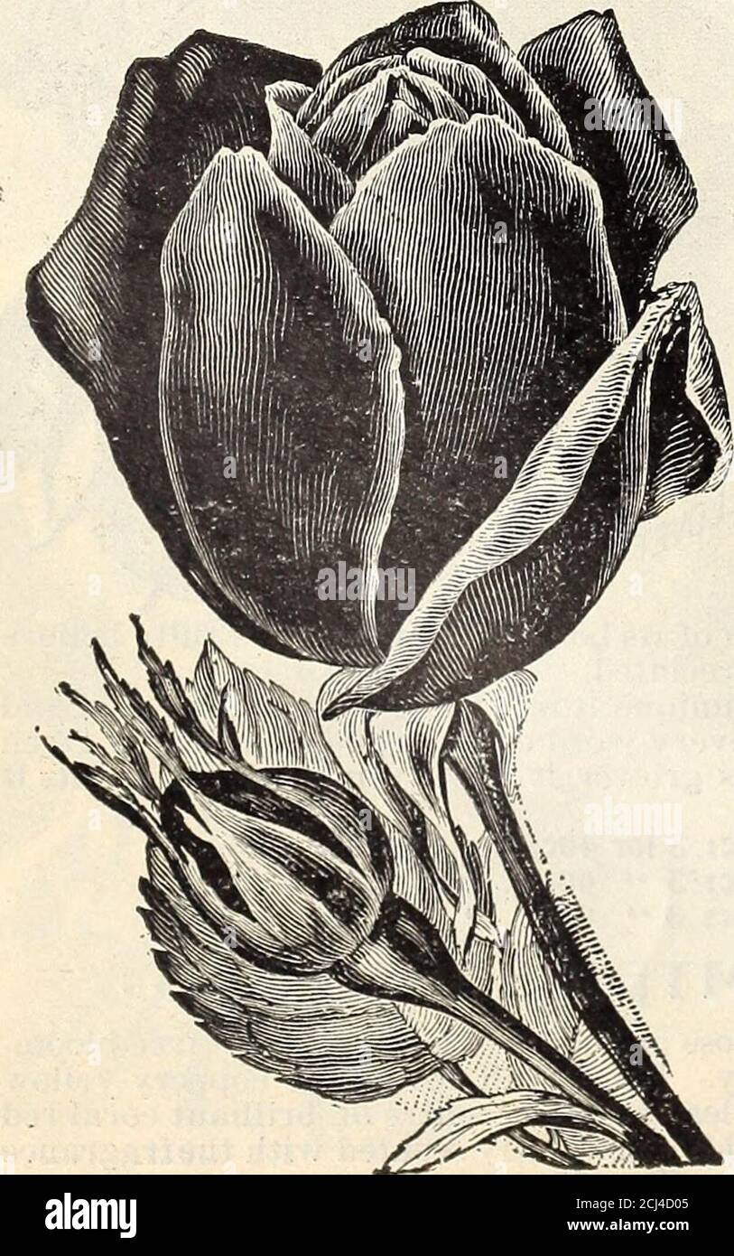. Lovett's speziellen Katalog von Rosen geraniums cannas Palmen Nelken
