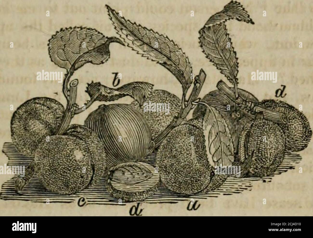 . Eine Beschreibung und Geschichte der pflanzlichen Stoffe, in der Kunst verwendet, und in der heimischen Wirtschaft . verwies es auf die Linnaeanspecies von Solaninn meloiigena, und wies auf die Ursache der Krankheit; Und obwohl, in der recentand genaue Teilung der Gattung Solamim, zu daser Anspielung gemacht worden ist, der Name von Sodomeum für den von melongena ersetzt worden ist, sind die Frucht und die Krankheit bewiesen worden, wie Hasselquiststatted zu sein. Solanum melongena ist in den mar-kets von Konstantinopel häufiger als eine der früheren Arten, wobei fast so reichlich wie der Kürbis und die Melone, und verwendet für Stockfoto