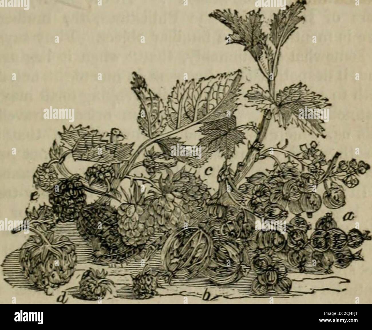 . Eine Beschreibung und Geschichte der pflanzlichen Stoffe, in der Kunst verwendet, und in der heimischen Wirtschaft . tnese, amongthe am meisten gefeiert sind die Hampton Court Rebe und die Rebe bei Valentines, in Essex. Die HamptonCourt Rine ist in einem Traubenhaus auf der Nordseite des Palastes: Sie bedeckt eine Oberfläche von zweiundzwanzig Fuß byseventy-two, oder 1694 Quadratfuß Es ist ein produktiverster Träger, selten weniger als zwei Thou- * Miller habend. 260 PFLANZLICHE SUBSTANZEN. Sand Cluster auf ihm jede Jahreszeit. Im Jahr 1816 gab es mindestens 2240, wiegen jedes, im Durchschnitt, ein Pfund; so daß die ganze Ernte an wog Stockfoto