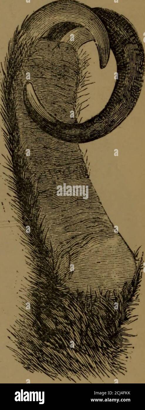 Fkk steife schwänze