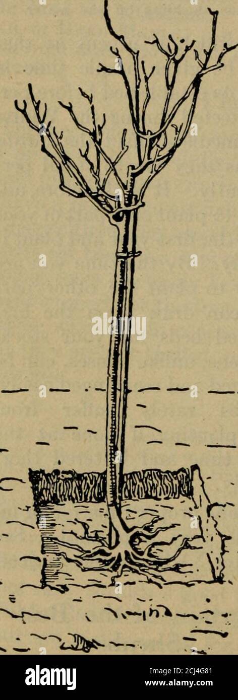 . Gartenführer; das Handbuch für Hobbygärtner. Reichlich illustriert mit über 275 Lehrplänen und Diagrammen und reproduzierten Fotografien, die alle ausdrücklich für dieses Standard-Lehrbuch angefertigt wurden. Syringa vulgaris, der GartenFlieder, blühend Ende Mai: Single – Marie Le Graye, weiß; CharlesX, rosiger Flieder; Frau Bertha Dammann, weiß; Ludwig Spaeth, deeplilafarot; Gloire des Moulins, rosig hlac; Alba grandiflora, weiß.Doppel – Mme. Lemoine, weiß; Miss Ellen Willmot, weiß; La TourdAuvergne, violett-violett; Mme. Casimir-Perier, cremig weiß; Presi-Dent Grevy (semi-double), bläulicher Lavendel ;Antoine Buchne Stockfoto