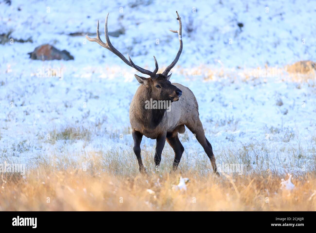 Rocky Mountain Bull Elk während der Herbstbahn nach einem September Schneesturm Stockfoto