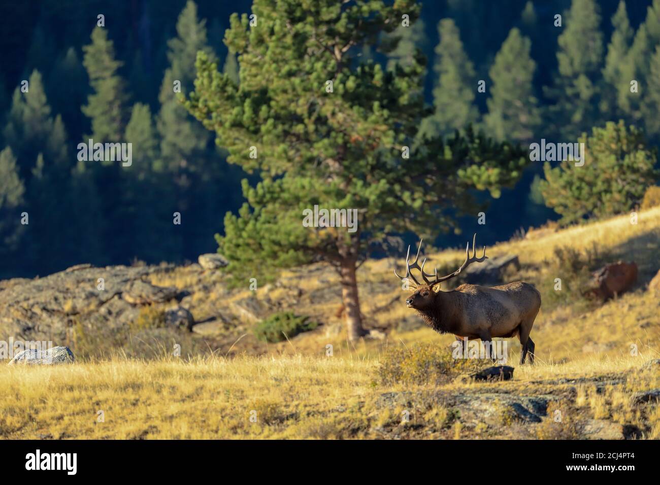 Rocky Mountain Bull Elk während der Herbstbahn Stockfoto
