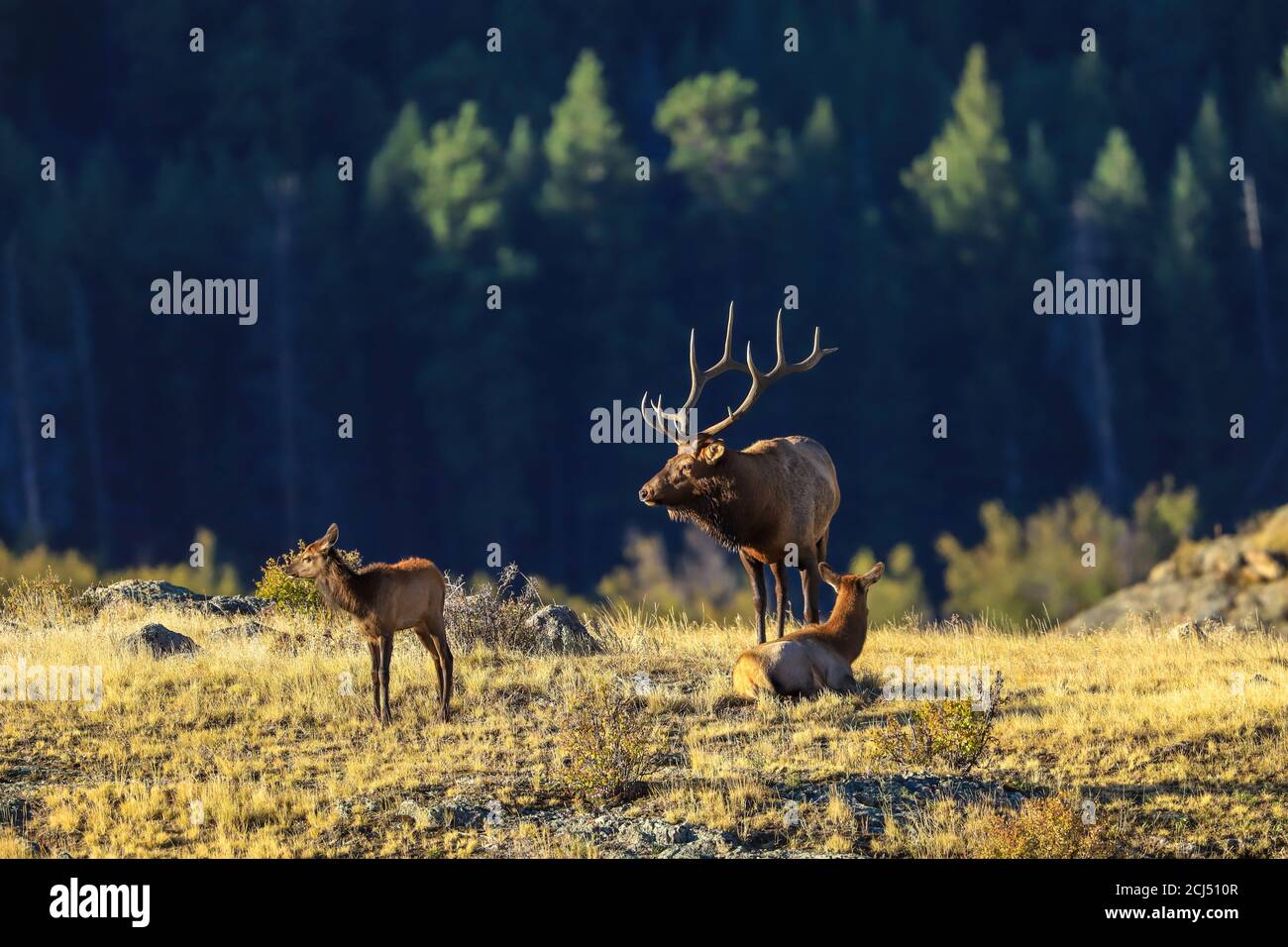 Rocky Mountain Bull Elk während der Herbstbahn Stockfoto