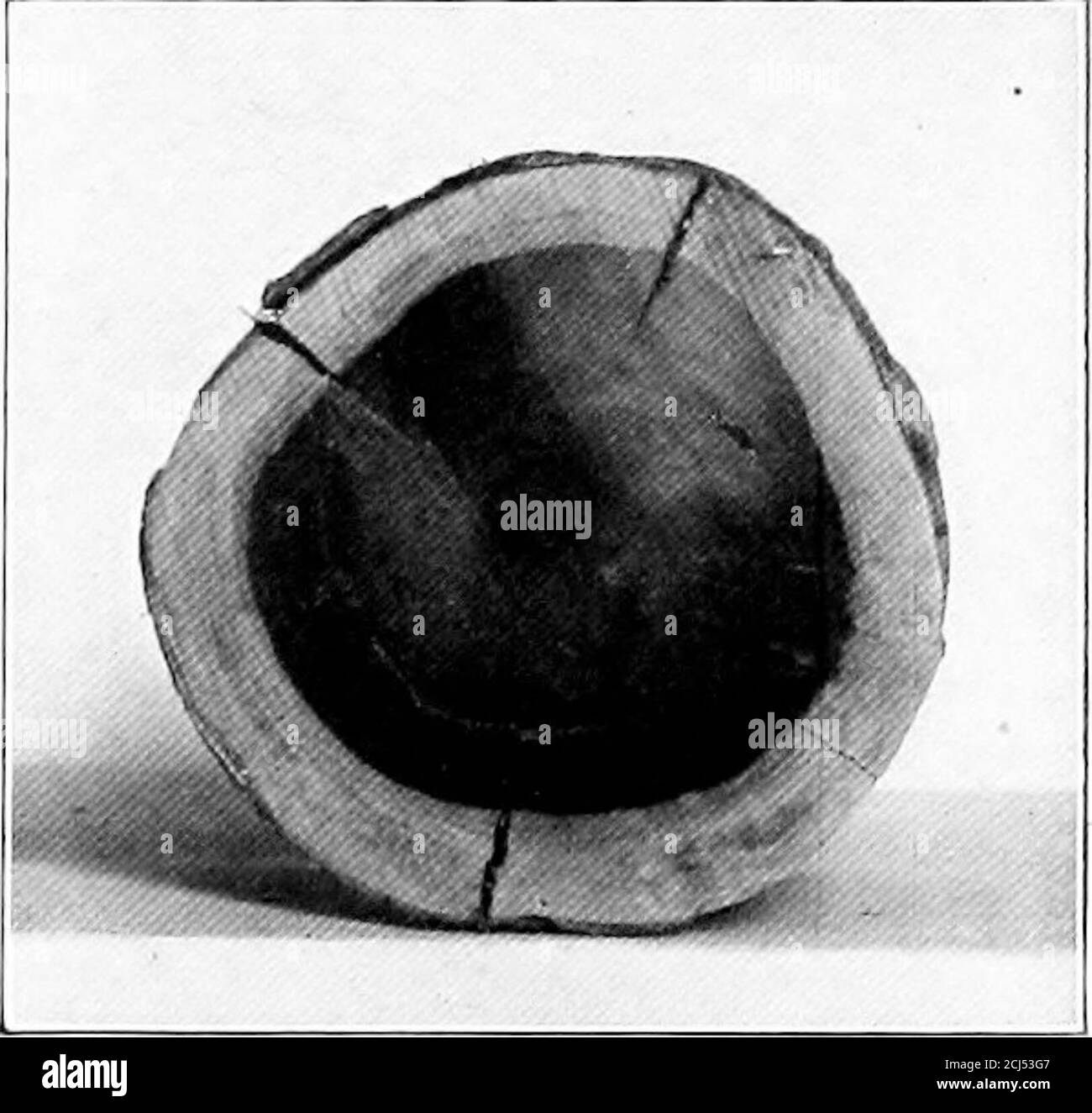 . Holz und Wald. Diese Strahlen von der Kambium-Schicht in einem procambium Strang zu dem in den anderen, die Kambium-Formation erstreckt sich, so dass eine vollständige zylindrische Mantel von der Knospe nach unten über den ganzen Stamm. Dies ist die Kambiumscheide und ist der lebende, wachsende Teil des Stammes, aus dem das Holz auf der Innenseite und die Rinde (Rinde) auf der Außenseite gebildet. Im ersten Jahr bilden sich der Wald und der Bast genau JJY das Giowth und die Veränderung der inneren und äußeren Zellen bzw. des Pro-Kambium-Stranges, und alles dieses Materials wird primär genannt; aber in den folgenden Jahren allwood, Pithstrahlen, Stockfoto