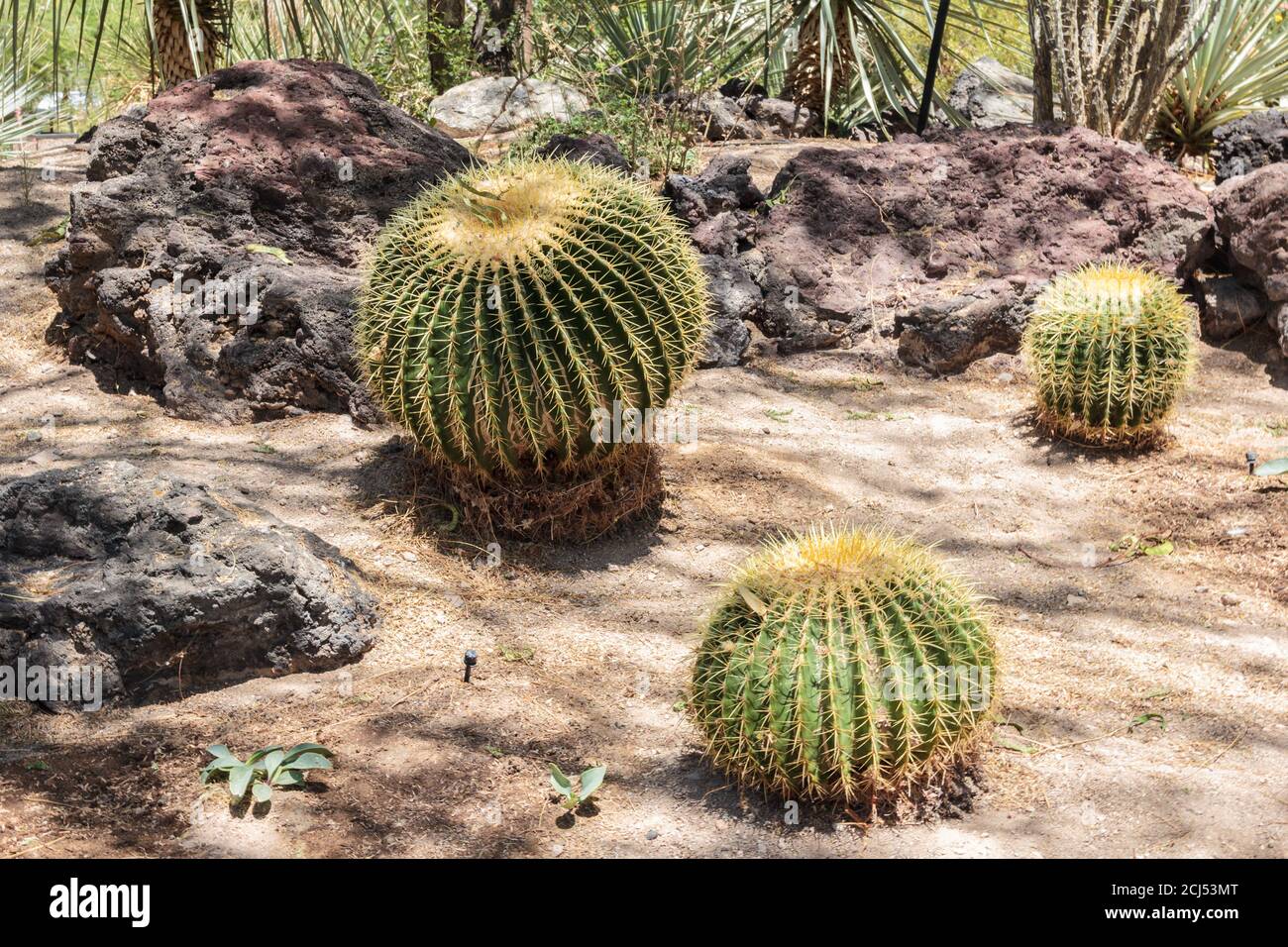 Golden Barrel Cactus in Rock Garden Stockfoto