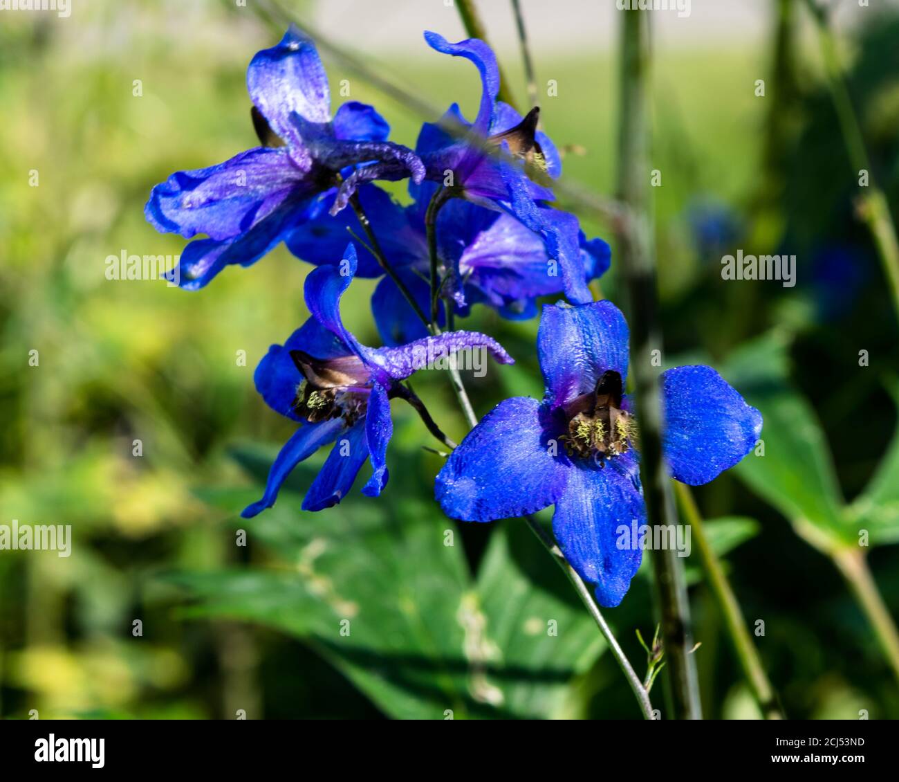 Gartenblumen Stockfoto