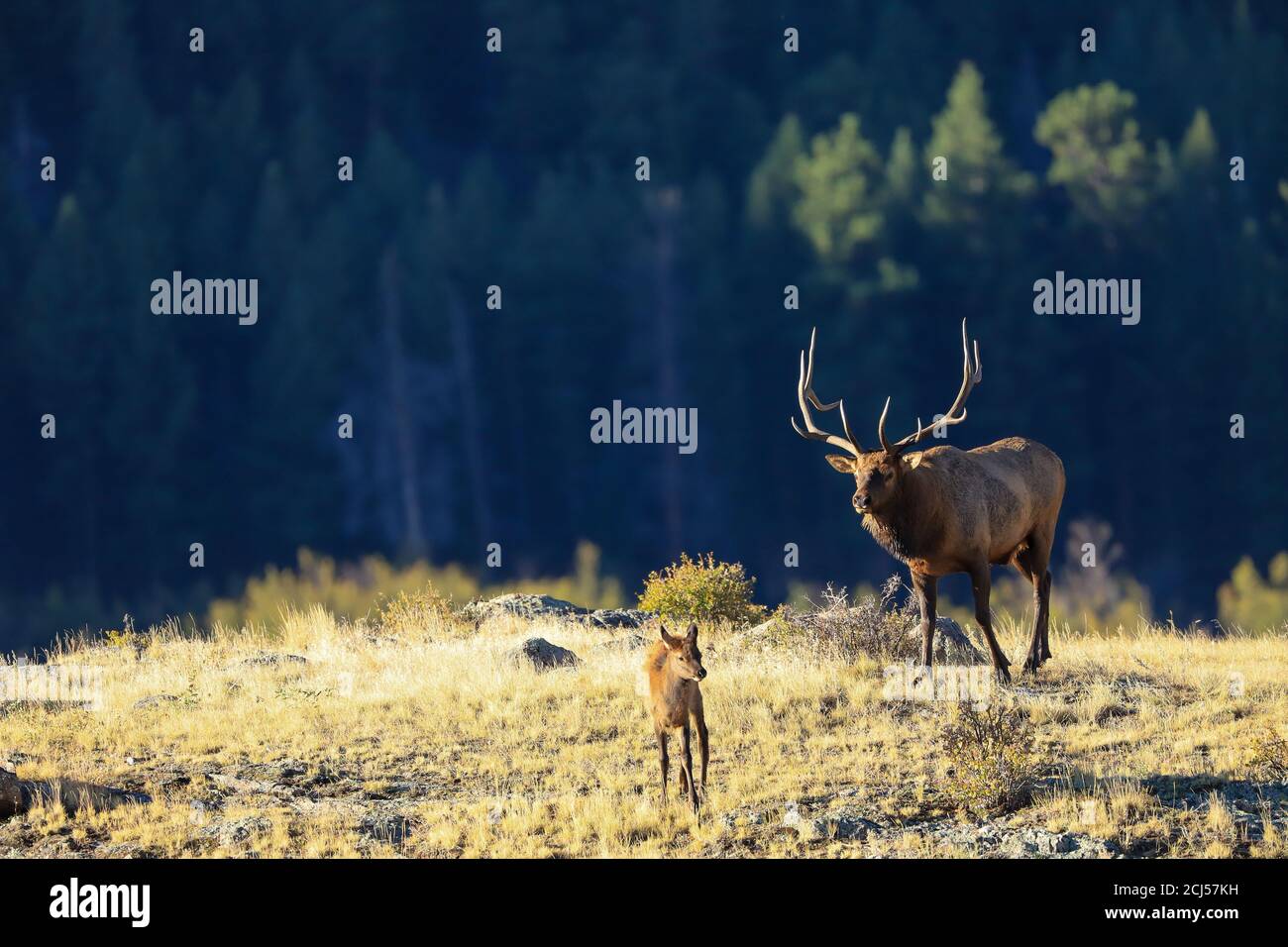 Rocky Mountain Bull Elk während der Herbstbahn Stockfoto
