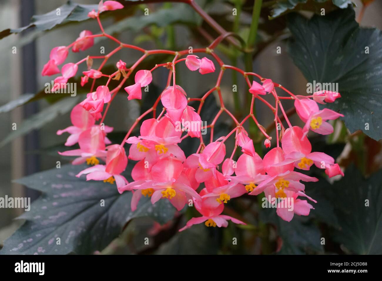 Schöne Cluster von Cane-like Begonia 'Lana' rosa Blüten Stockfoto