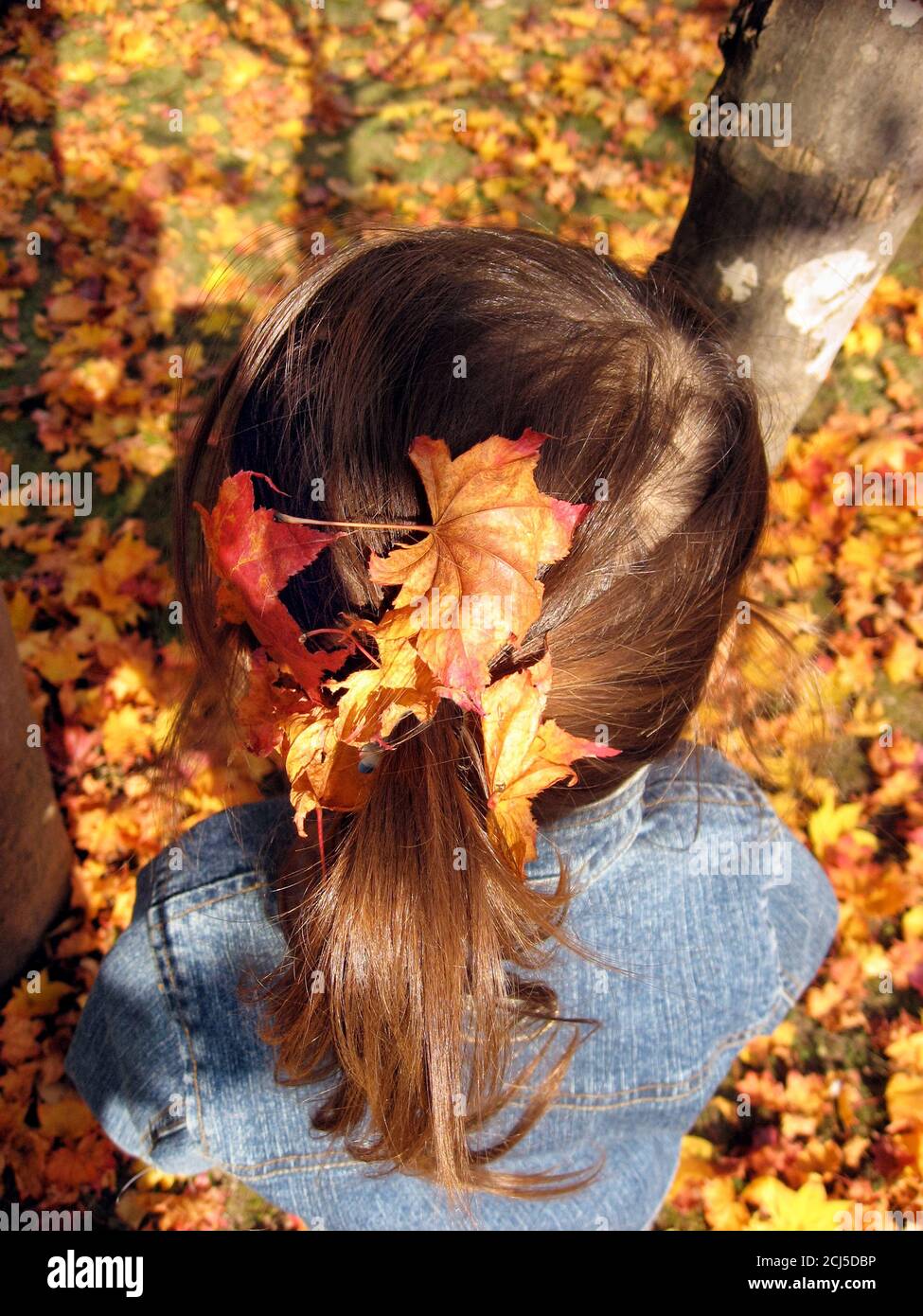 Kleines Mädchen mit Herbstblättern im Haar. Aufnahme von oben. Stockfoto