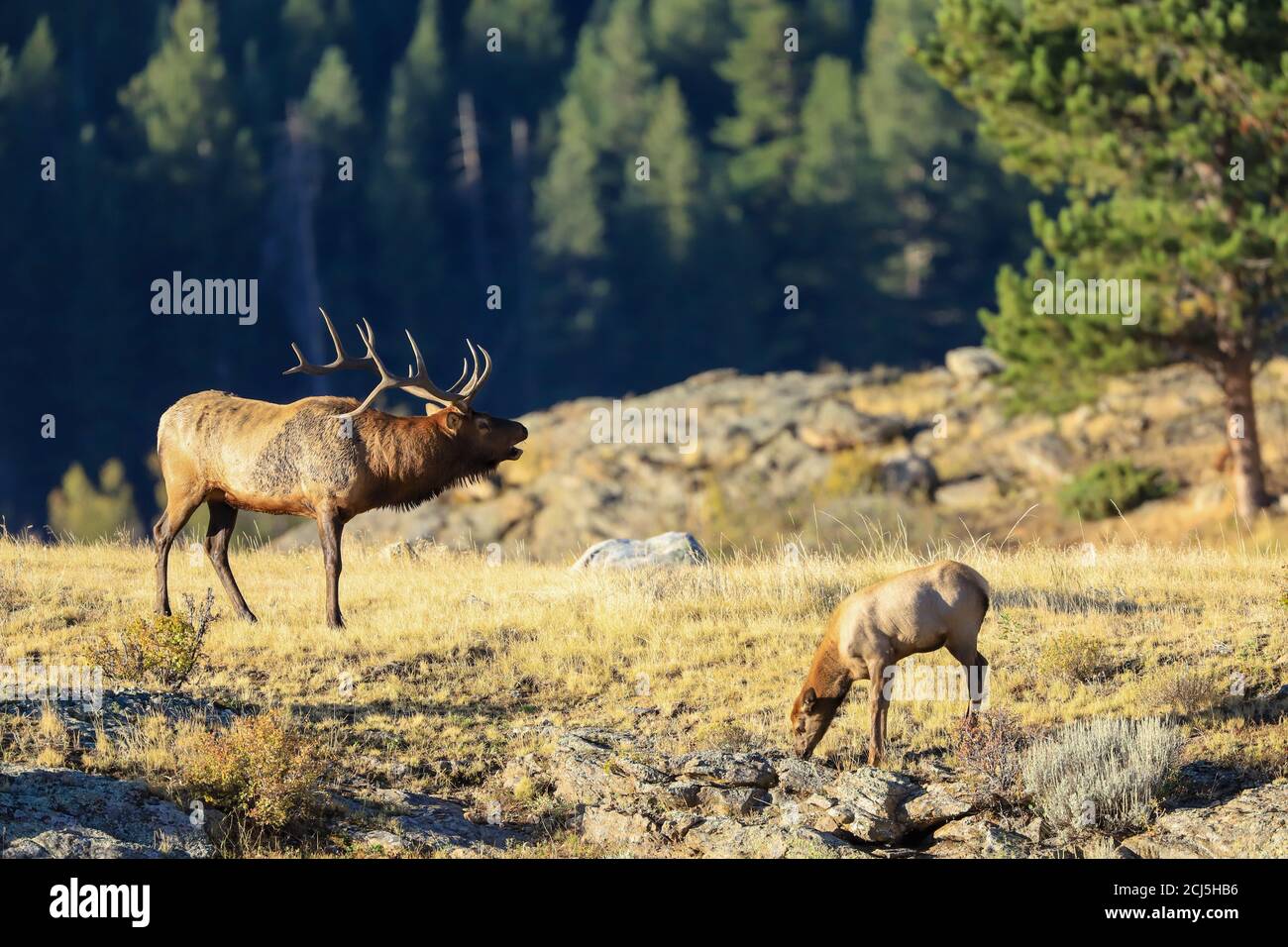 Rocky Mountain Bull Elk während der Herbstbahn Stockfoto