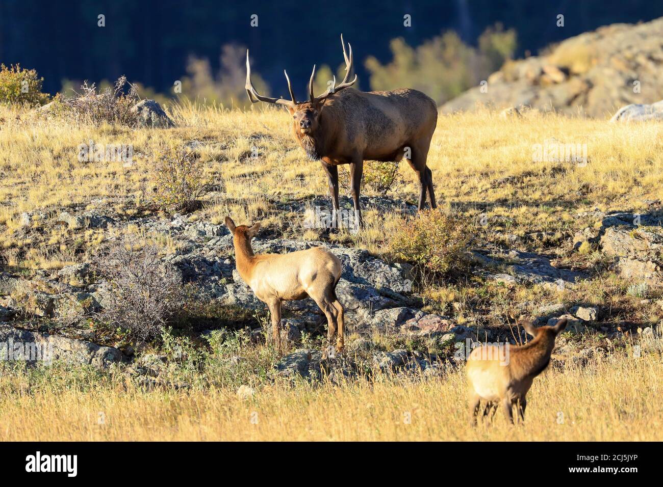 Rocky Mountain Bull Elk während der Herbstbahn Stockfoto