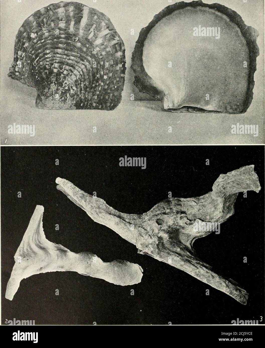 Gemeinsame orientmuschel Fotos und Bildmaterial in hoher Auflösung