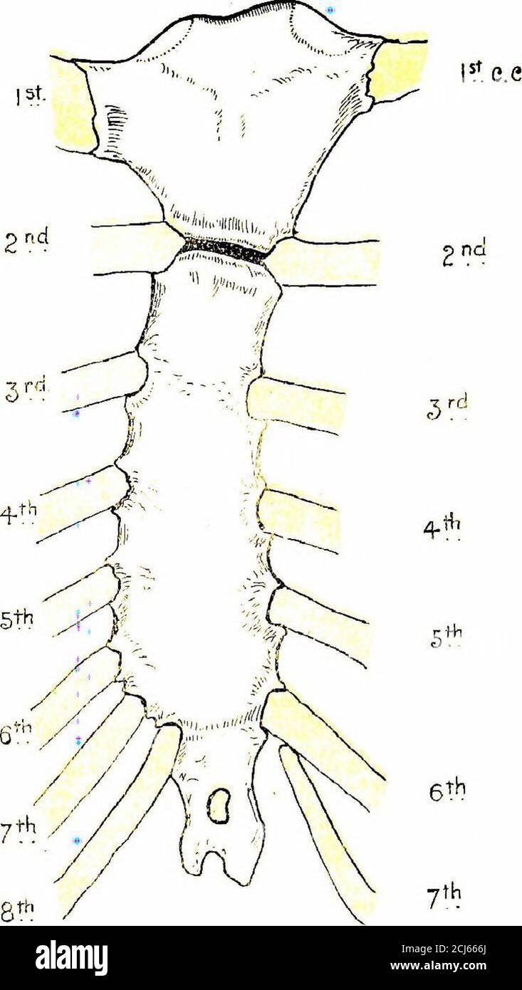 . Das menschliche Sternum. Drei Vorträge an der Royal College of Chirurgen, England, November, 1903 gehalten. Abbildung 62. Righh e.e, l^t. Links,. Fiaure 61 i-i ni i rp R Platte 10. Stockfoto