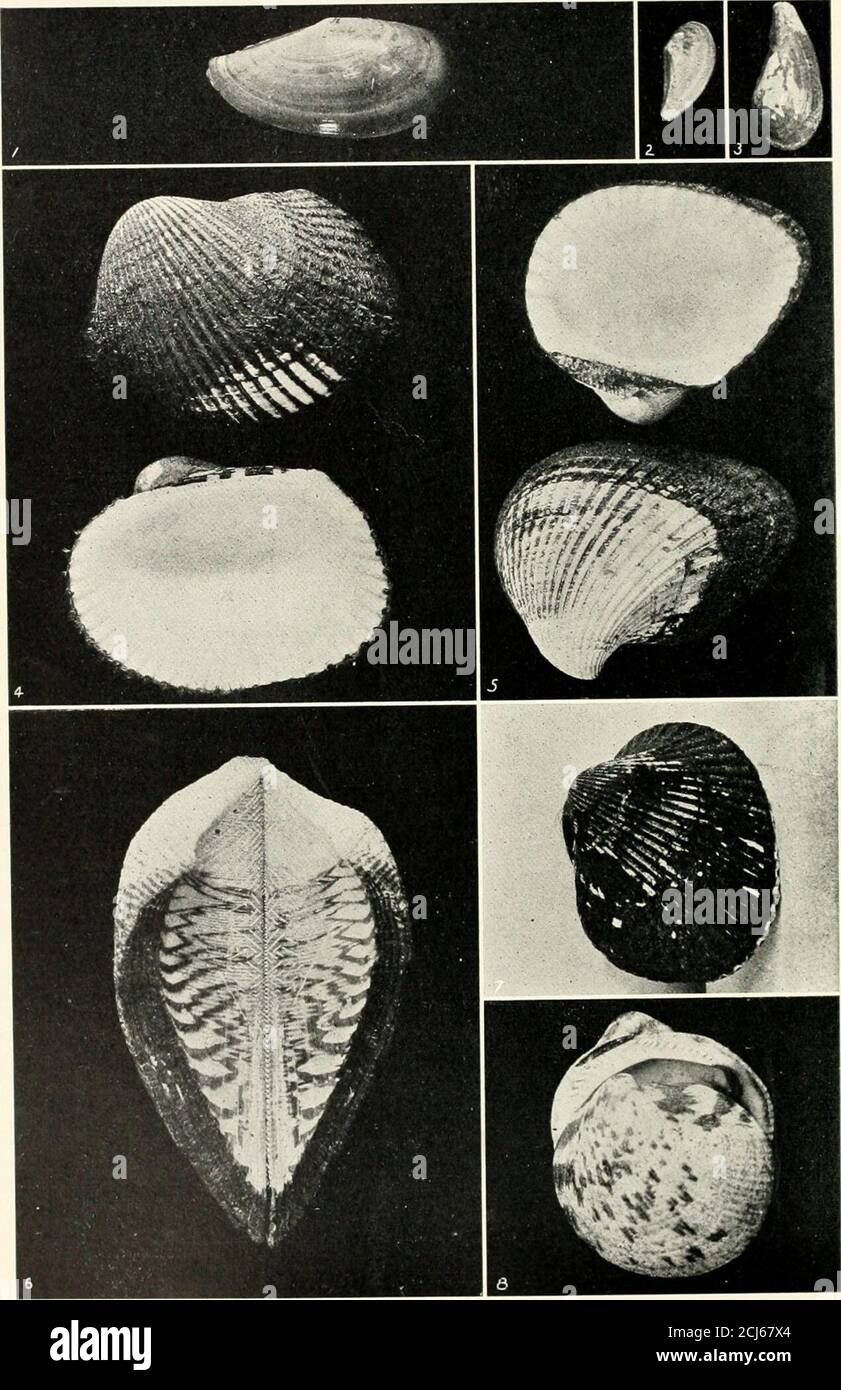 . Das Muschelbuch . Button Company MAKING PEARL BUTTONS IN MUSCATIXE, IOWA 1 die Muscheln der Flussmuscheln werden ein paar Tage durchnässt, um sie zu härten. 2 Scheiben, die Rohlinge genannt werden, werden geschnitten, indem die Schale in Zangen gegen eine Kreissäge gehalten wird. 3 in automatischen Maschinen werden die Platten geschnitten und die Löcher gemacht. 4 die Sortierung der polierten Knöpfe geht dem Nähen auf Karten voraus. ARCHE-SCHALEN ANT) ANDERE 1 Yoldia iimulata. 2 Lfda tenuisulcata. LEDA pfrntila.Area Americana. Bereich pondcrosa.Bereich Zebra. Pexata mit 7 Bereichen. 8 Pcttunciilits KAPITEL XXIV: DIE DREIECKIGEN KLAPPEN DER FAMILIE TRIGONIID^ SCHALENGLEICHVENTIL, geschlossen, thre Stockfoto