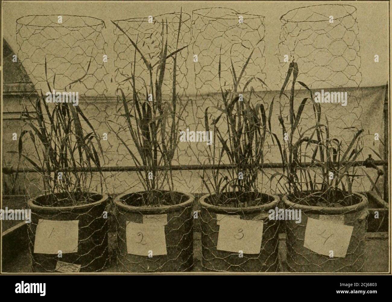 Böden und Düngemittel . ly in Böden gefunden, außer wenn sie mit Wasser  gesättigt. Pflanzen wie Reis, die auf wasserbedecktem Boden wachsen, können  Ammoniak verwenden; tatsächlich ist Reis gefunden worden, um