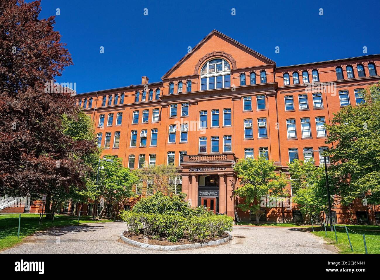 Harvard Museum für Naturgeschichte Stockfoto