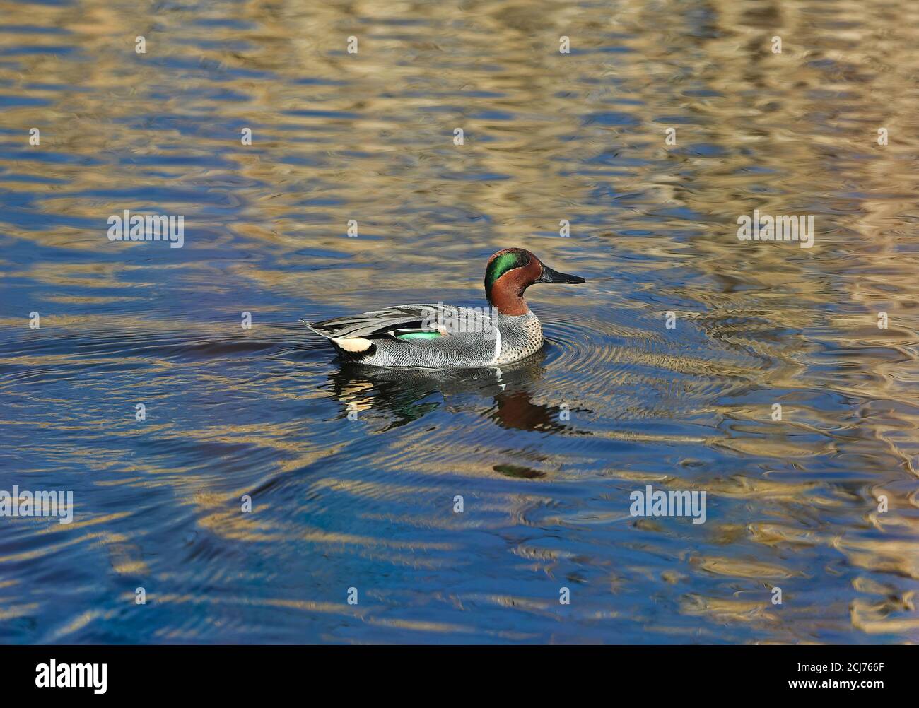 Ein Grüngeflügeltes Teal mit schönem Gefieder und sichtbarem grünen Flügelfleck schwimmt in einem Teich vorbei. Stockfoto