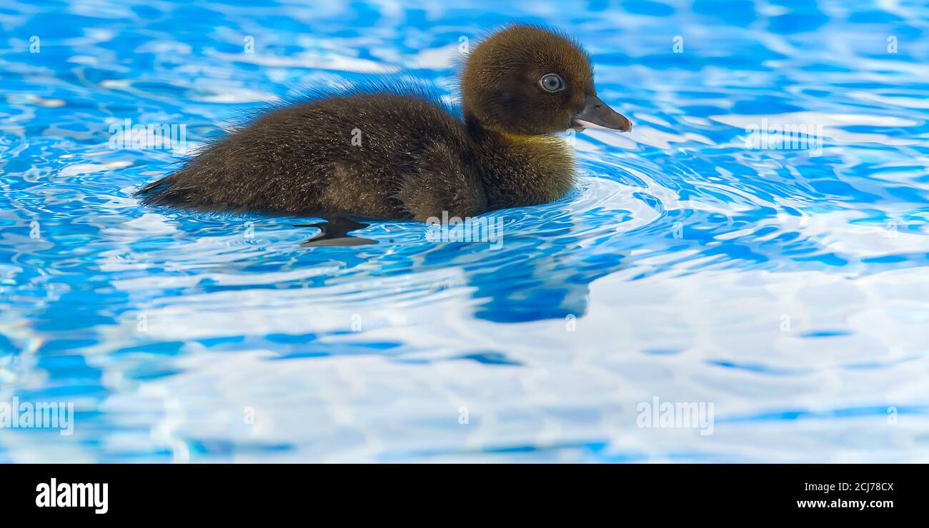 Braun kleine niedliche Ente im Schwimmbad. Schwarze Entlein Schwimmen in kristallklarem blauem Wasser sonnigen Sommertag. Stockfoto