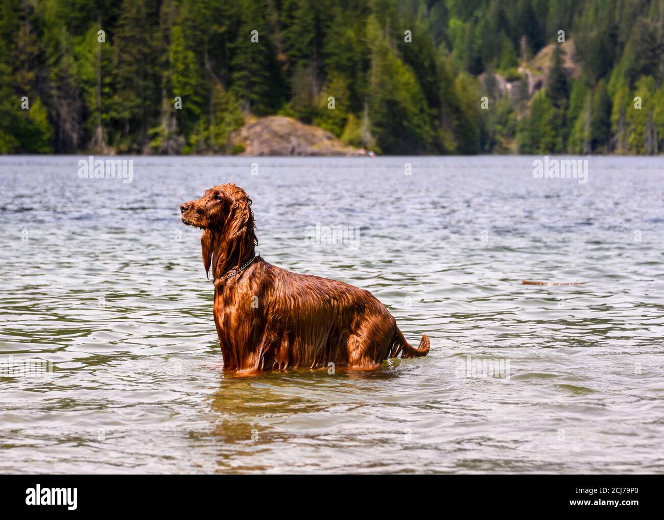 Bezaubernder irischer Setter, der im Wasser spielt und das warme Wetter genießt. Der rote Hund wartet auf den Ball und steht im See Stockfoto