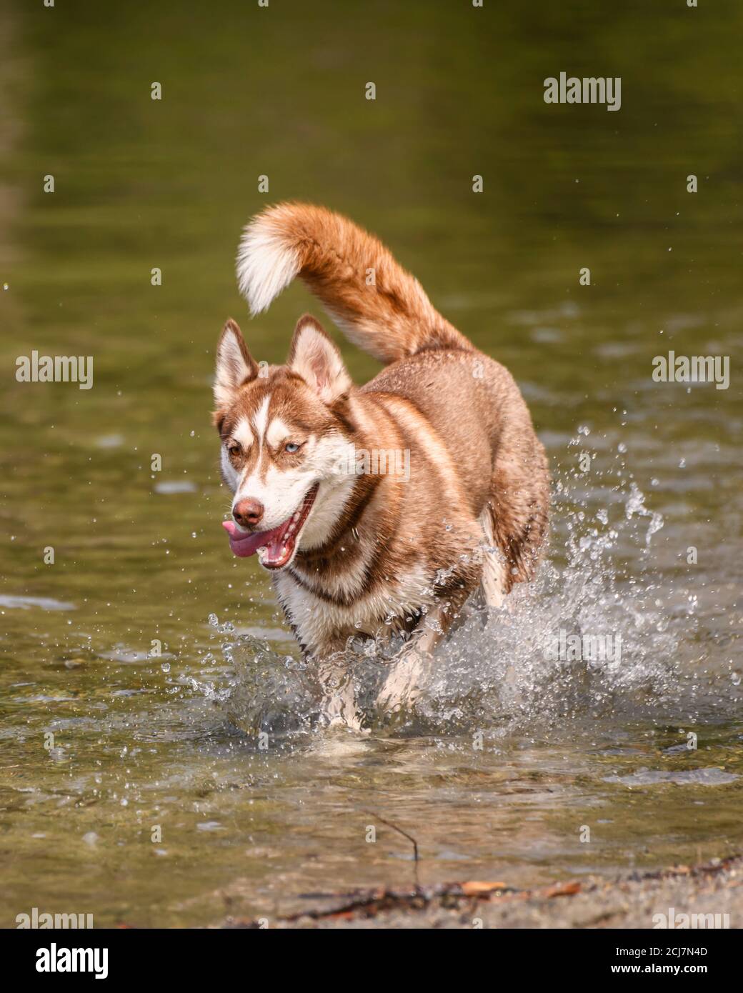 Liebenswert braun Husky spielen im Wasser und genießen das warme Wetter. Viel Wasser spritzt herum, als dieser schwarze Hund läuft und springt. HE h Stockfoto