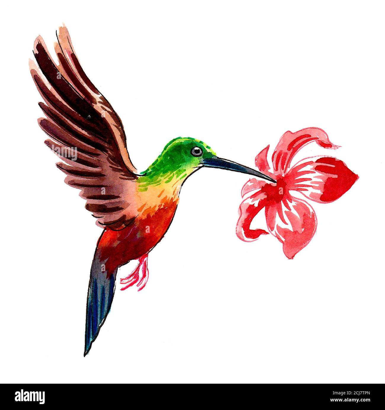 Summing Vogel und tropische Blume. Aquarell Malerei Stockfoto