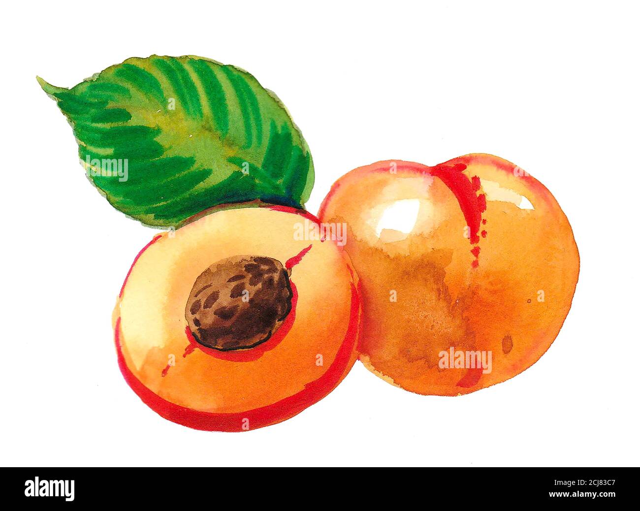 Ein Paar Aprikosenfrüchte. Aquarellmalerei Stockfoto