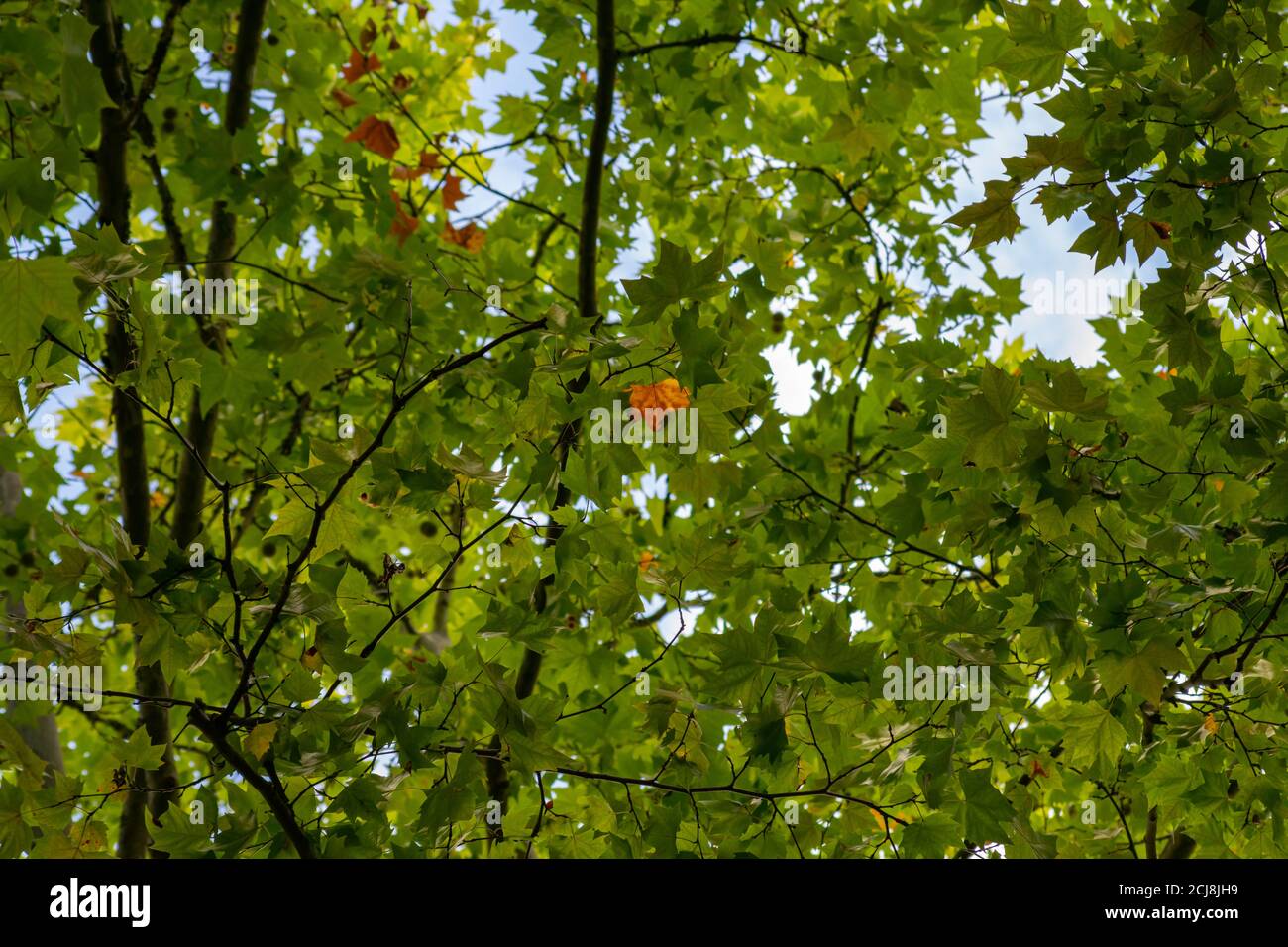 Acer Platanus Bäume Laub beginnt im Ende fallen Sommer Stockfoto