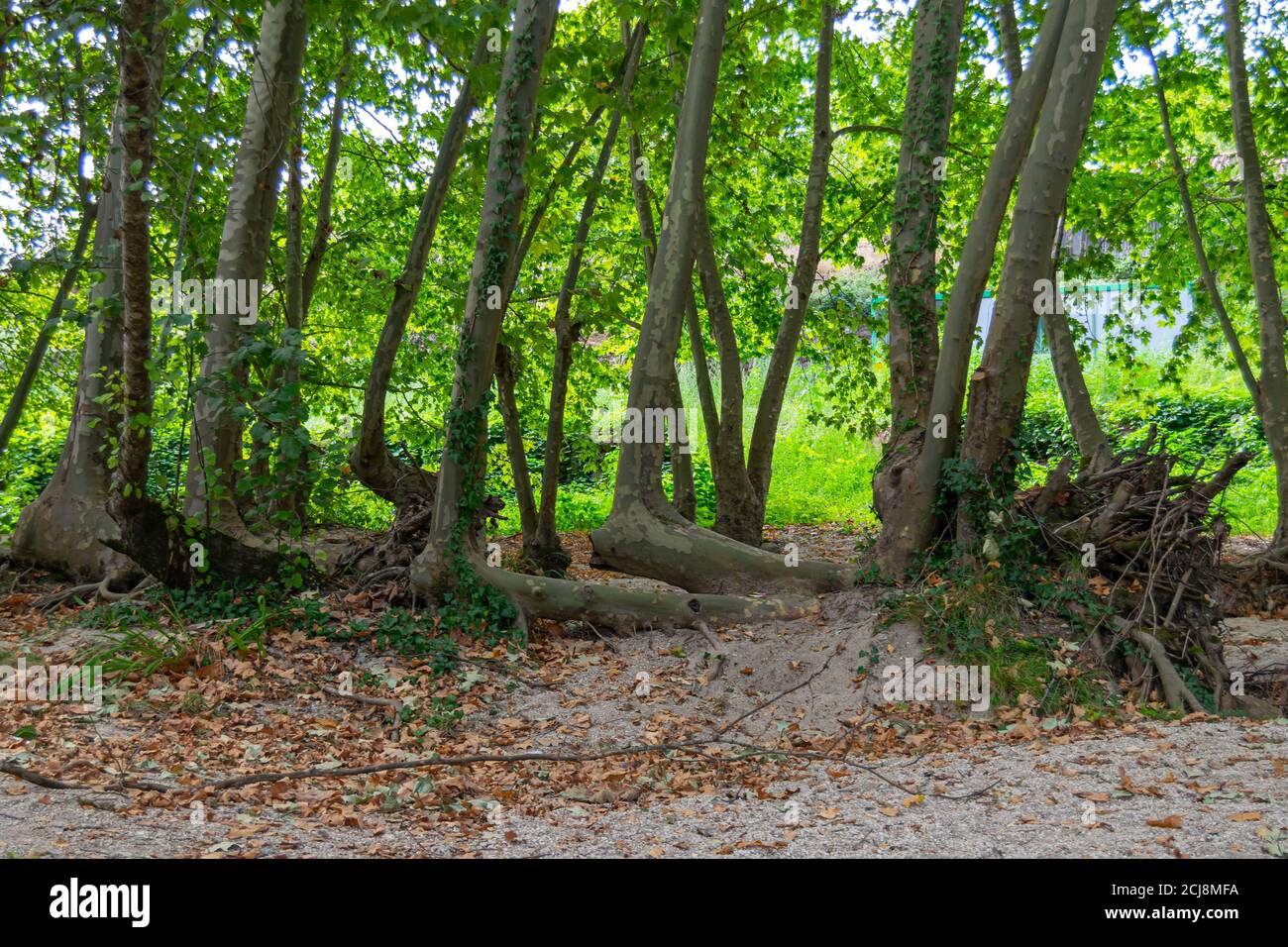 Rand Fluss Acer Platanus Bäume gebogen und durch Fluss geformt Kräfte Stockfoto