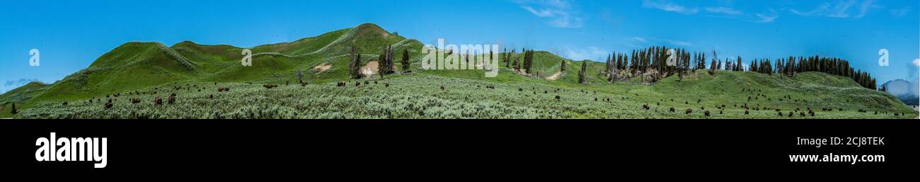 Bison Herd, lamar Valley, yellowstone np, wy US Stockfoto
