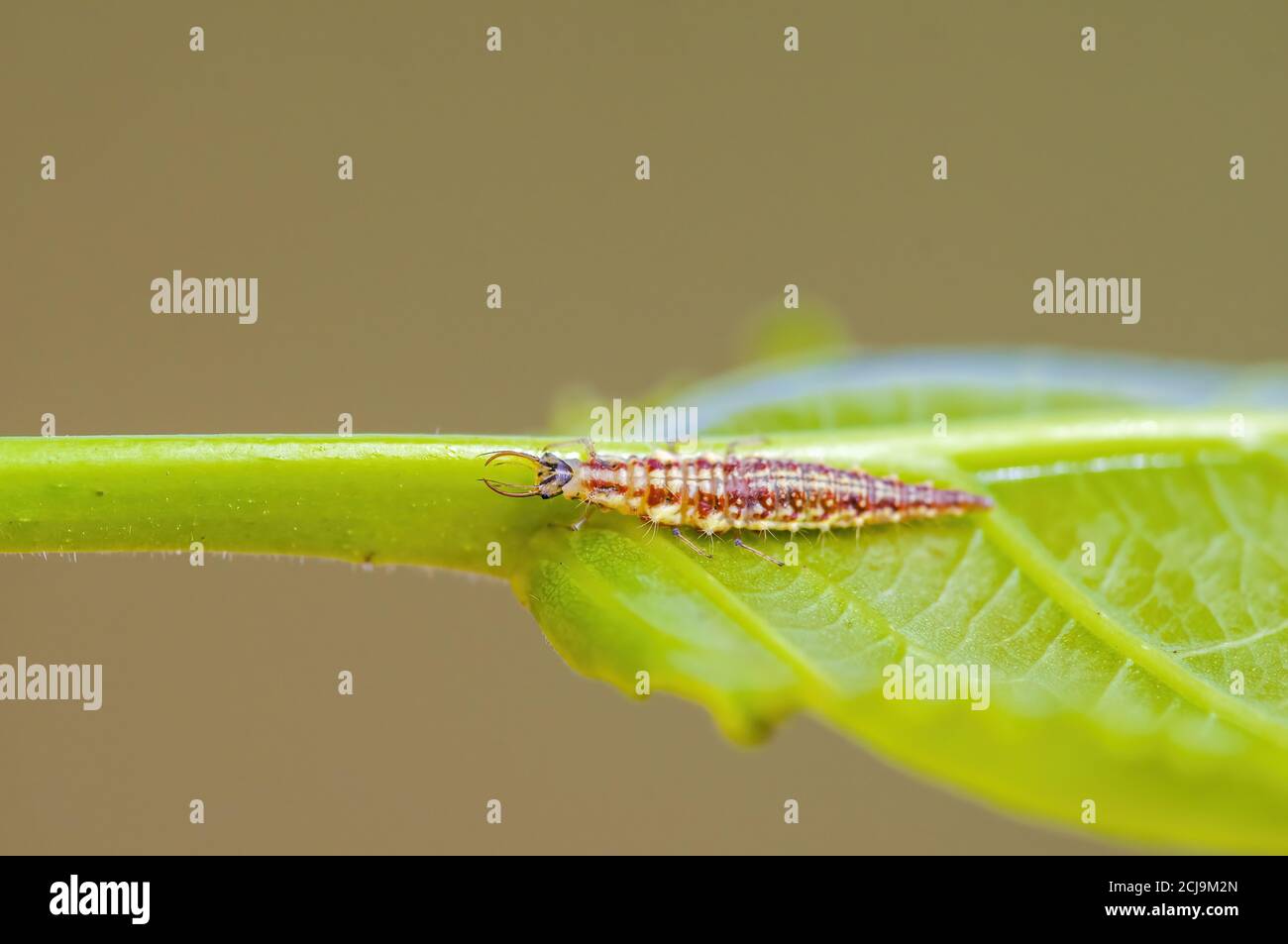 Ein kleines Larveninsekt auf einer Pflanze in den Wiesen Stockfoto