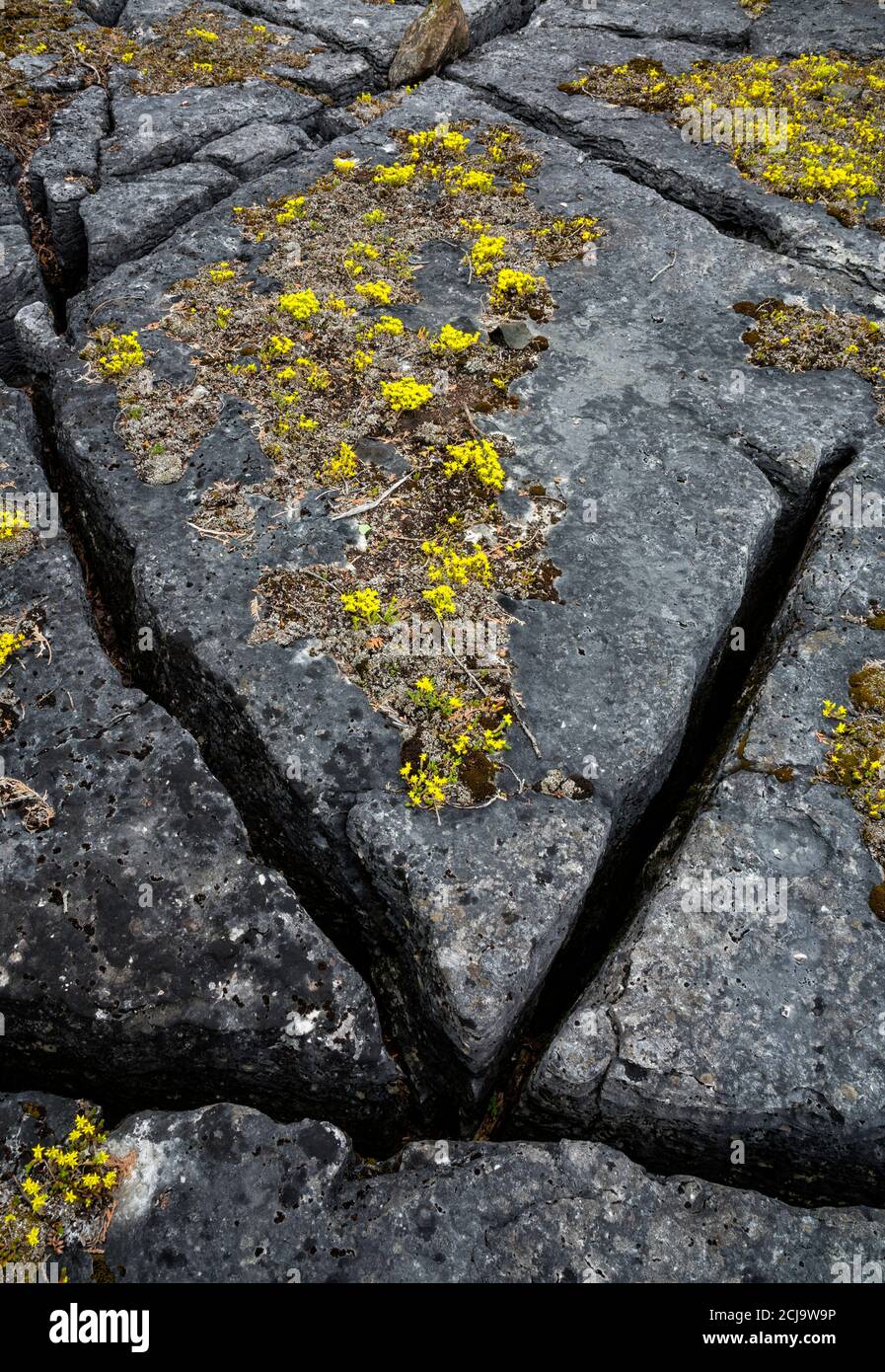 Detail von Kalksteinalvaren, mit Wildblumen, MANITOULIN Island, Ontario, Kanada. Stockfoto