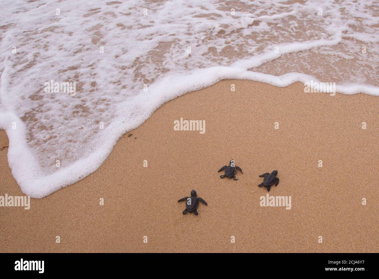 Grüne Schildkröte (Chelonia mydas), nachdem sie auf ihrer ersten gefährlichen Reise zum Mittelmeer geschlüpft war. Fotografiert in Israel im August Stockfoto