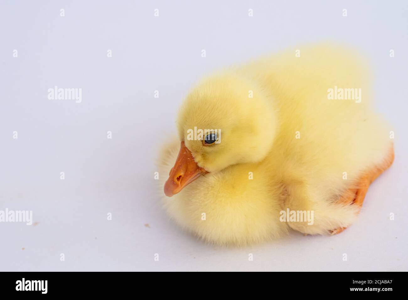 Gelb Gänseküken auf weißem Hintergrund, nette kleine Neugeborene gelb flauschig Gänseküken. Stockfoto